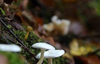Mantar zehirlenmelerine dikkat
