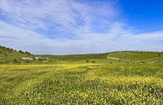 Mardin’de tarım arazilerinde renk cümbüşü