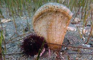 Marmara Denizi için yeni umudun adı: Pina