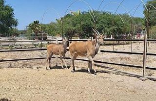 Meksika’da arama yapılan arazide 56 vahşi hayvan...