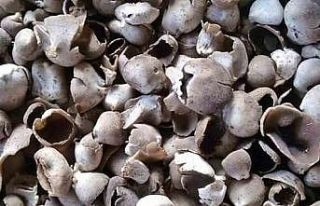 Mersin’de çukur çanak mantarı geçim kaynağı...