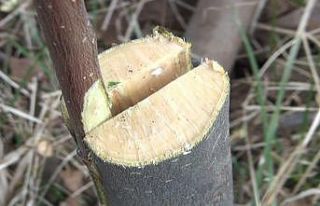 Meyve ağaçlarında aşılama dönemi başladı