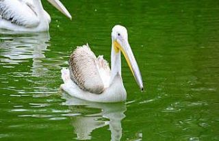 Midesinden plastik şişe çıkarılan pelikanın...