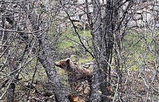 Munzur Vadisi’nde bozayı görüntülendi
