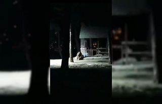 Nisan ayında kar yağdı, aç kalan domuzlar şehir...