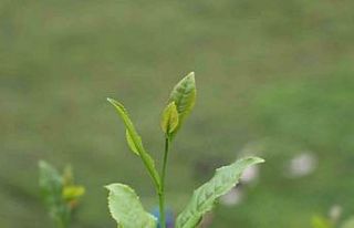 Of Ziraat Odası Başkanı Saral: "Yaş çay...