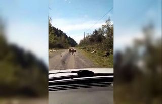 Onlarca köpek boş arazide ölüme terk edildi