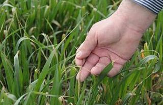 (ÖZEL) Bahar yağmurları çiftçinin umutlarını...