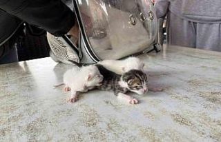 (ÖZEL) Göbek bağına dolanmış halde doğan kediler...