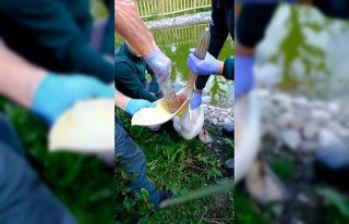 Pelikanın midesinden çıkan şok etti