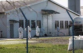 Polonya’da kuş gribi alarmı: 37 bin ördek itlaf...