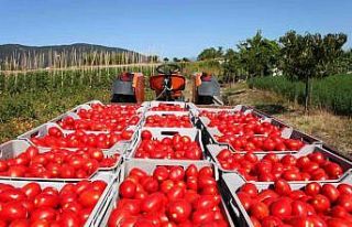 Rusya domates ihracatında kotayı 500 bin tona çıkardı