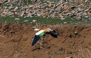 Sadakatin simgesi angut kuşu Başkale’de görüldü