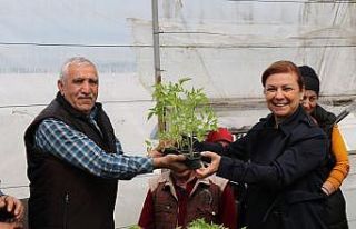 Safranbolu’da halka maniye fideleri dağıtılıyor
