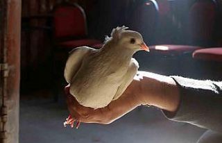 Sahibinin ömrünü uzatan güvercin