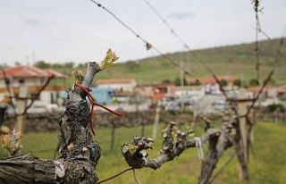 Salkım güvesiyle mücadeleye büyükşehirden destek