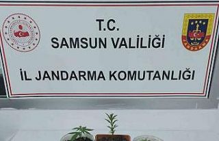 Samsun’da kenevir baskını: 1 gözaltı