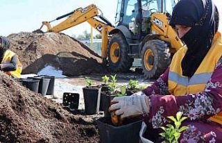 Şanlıurfa’da 5 milyondan fazla çiçek üretiliyor
