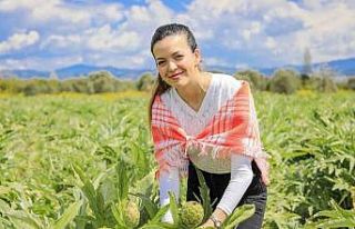 Seferihisar’ın enginarları hasat ediliyor