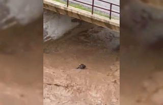 Sele kapılan inek telef oldu