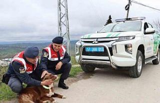 Sinop’ta sokak köpeklerine reflektörlü tasma