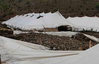 Şırnak’ta sel 205 hayvanı telef etti