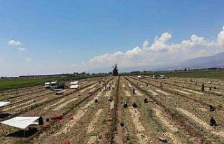 Soğan tarlada 9-10 lira seviyesine düştü