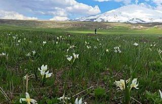 Süphan Dağı etekleri kardelenlerle süslendi