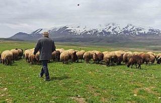 Sürülerin Süphan Dağı’na yolculuğu başladı