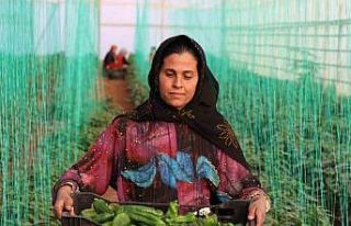 Tarım-ÜFE yıllık yüzde 106,77 arttı