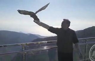 Tedavi edilen Kızıl Şahin, Kazdağları’na salıverildi