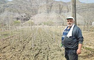 Tek başına bin 500 fidan yetiştiriyor