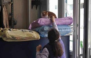 Terzi dükkânındaki kediler müşterilerin ilgi...