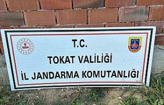 Tokat’ta 188 kök kenevir ele geçirildi