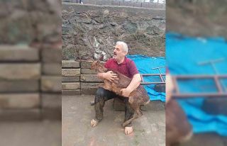 Trabzon’da dereye düşen karaca kurtarıldı