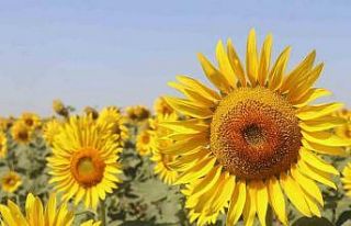 Trakya’da yerli ayçiçeği tohumu yaygınlaştırma...