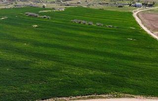 Trakyalı çiftçi korkulu rüyadan uyandı