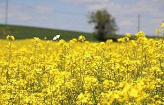 Trakya’nın yeni ‘sarı gelini’ kanola tarlaları...