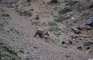 Tunceli’de anne ayı, 4 yavrusuyla yiyecek ararken...