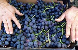 Turfanda ’siyah inci’de hasat zamanı