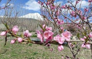 Türkiye’nin çatısı olarak nitelendirilen Ağrı...