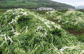 Üreticinin elinde kalan pırasalar boş alana atıldı