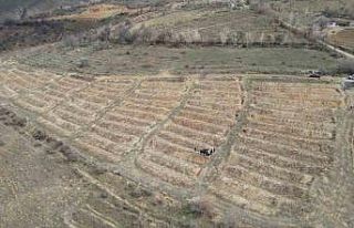 Üzümü bağlarında “ölü kol” hastalığı...
