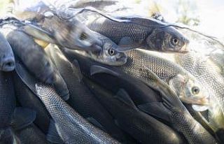 Van Gölü’nde inci kefali için av yasağı başlıyor