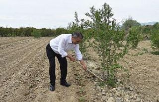 Vekil adayı eline çapayı alıp indiği tarladan...