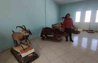 Yaban hayvanları tahnitleri ile yaşatılıyor