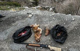 Yaban keçisi avlayan 2 kişiye 265 bin lira ceza