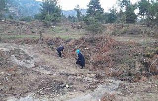 Yağmur yağdı vatandaşlar mantar avına çıktı
