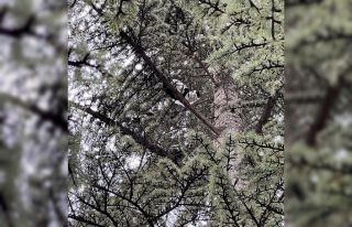 Yaklaşık 30 saat boyunca bir ağaçta mahsur kalan...