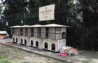 Yalova Belediyesinden Safranbolu konseptli kedi evleri